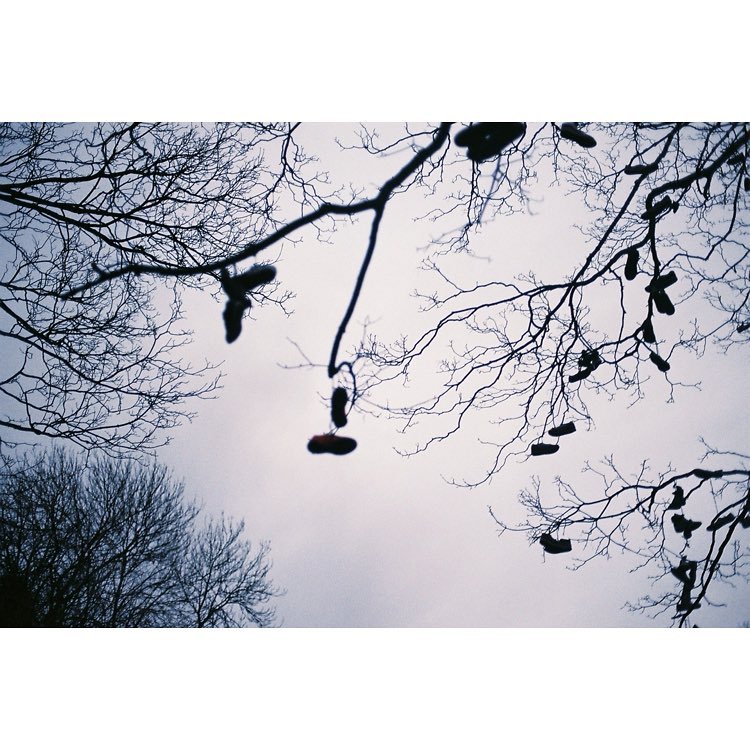 shoes hanging in a tree